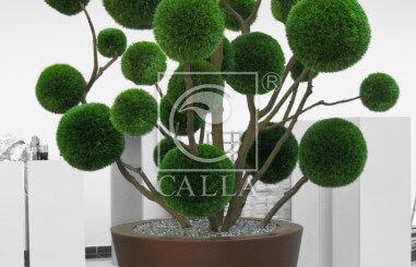 CALLA.pl bonsai