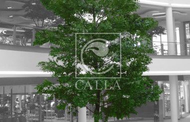 CALLA.pl oak